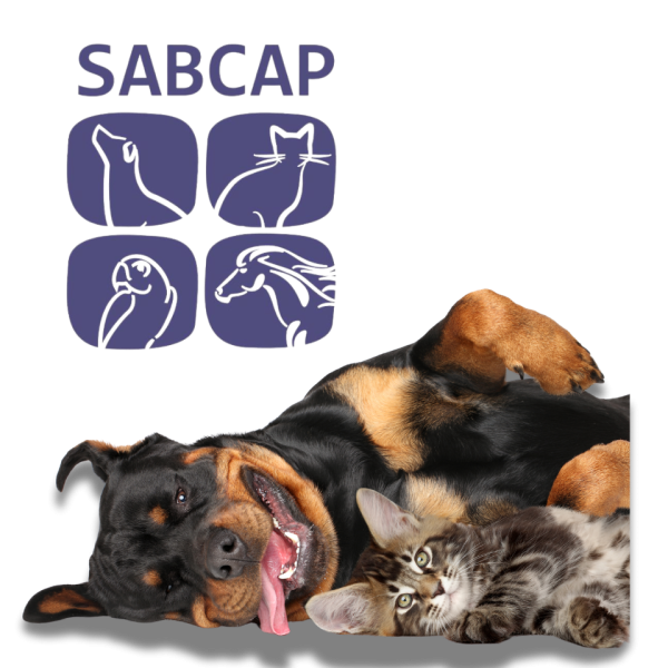 Untitled design (17)